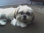 Erica - Shih Tzu Dog