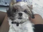 Erica - Shih Tzu Dog