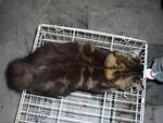 Mocha - Domestic Long Hair Cat