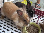 Nanu - Angora Rabbit + Lionhead Rabbit