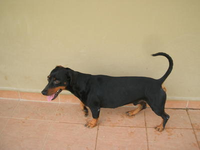 Tom - Dachshund Dog