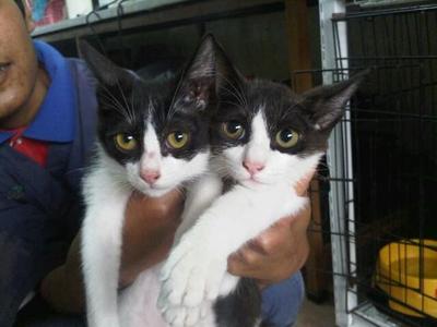 2 Tuxedo Boys - Domestic Short Hair Cat