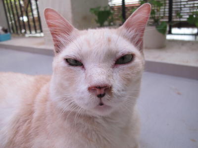 Ziggy - Tonkinese + British Shorthair Cat