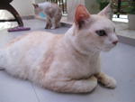 Ziggy - Tonkinese + British Shorthair Cat