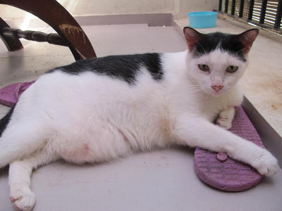 Ocean - Oriental Short Hair Cat