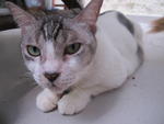 Ozzy - Oriental Short Hair Cat