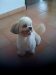 Poopi - Shih Tzu Dog