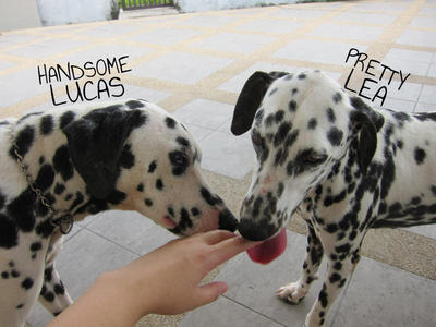 Lucas &amp; Lea - Dalmatian Dog