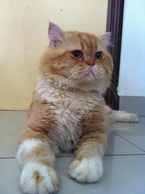 Boboi - Persian + Exotic Shorthair Cat