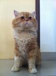 Boboi - Persian + Exotic Shorthair Cat