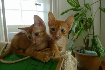 Simba &amp; Nala - Tabby + Domestic Short Hair Cat