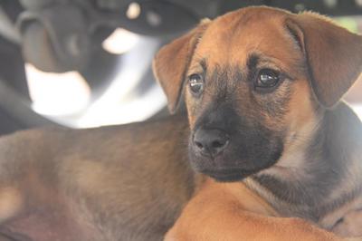 Caramel - Mixed Breed Dog