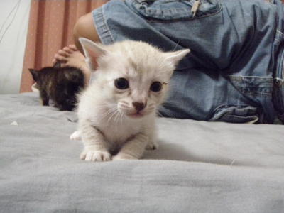 Cutie - Siamese + Domestic Short Hair Cat