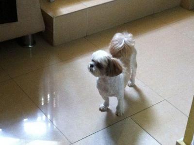 Ginger - Shih Tzu Dog