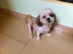 Ginger - Shih Tzu Dog