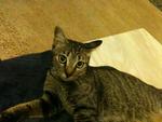 Tiffani - Domestic Short Hair Cat