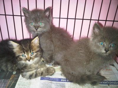 Cute Kittens Available - Maine Coon + Persian Cat