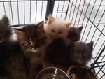 Cute Kittens Available - Maine Coon + Persian Cat