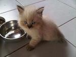 Cute Kittens Available - Maine Coon + Persian Cat