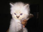 Cute Kittens Available - Maine Coon + Persian Cat