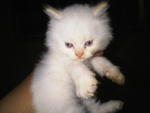 Cute Kittens Available - Maine Coon + Persian Cat