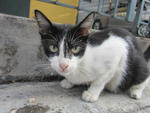 Cow Girl - Domestic Short Hair Cat