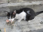 Cow Girl - Domestic Short Hair Cat