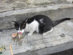 Cow Girl - Domestic Short Hair Cat