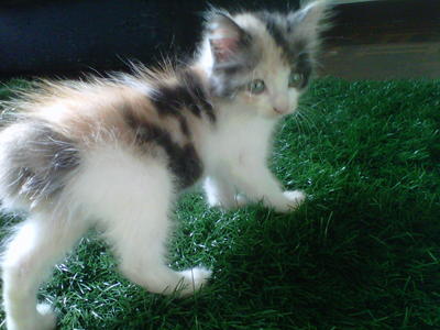 Gigi - Domestic Short Hair + Calico Cat