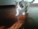 Gigi - Domestic Short Hair + Calico Cat