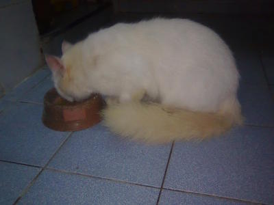 Putih - Domestic Medium Hair Cat