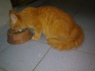 Mc. Hantu - Domestic Medium Hair Cat