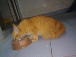 Mc. Hantu - Domestic Medium Hair Cat