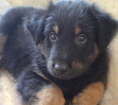 Mocha &amp;latte (Can Be Renamed) - Rottweiler Mix Dog