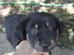 Mocha &amp;latte (Can Be Renamed) - Rottweiler Mix Dog