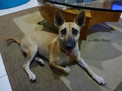 Bambi - Basenji Mix Dog