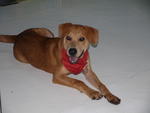 ♥ Bosco ♥  ★big Paw - Golden Mixed★ - Mixed Breed Dog