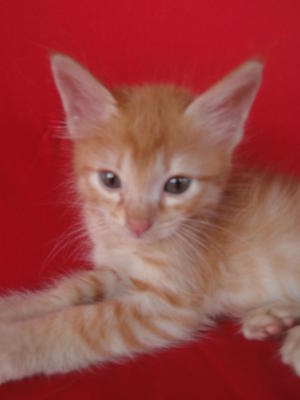 Garfield - Domestic Medium Hair Cat