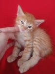 He has stripes like tiger.