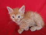 He has dark blue eyes.