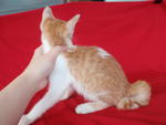 He has a cute bob-tail.