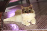 Tomey - Persian Cat