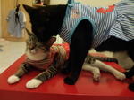 Yeochi &amp; Nabi - Domestic Medium Hair + Domestic Short Hair Cat