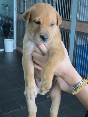 Hardy - Mixed Breed Dog