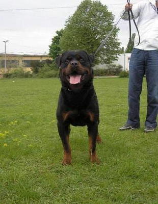 Mka Reg Rottweiler Puppies For Sale - Rottweiler Dog