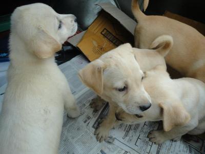 Young Puppies - Mixed Breed Dog