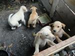 Young Puppies - Mixed Breed Dog