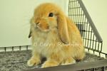 Holland Lop - Orange 2 - Holland Lop Rabbit