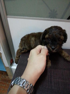 Special Brown Tiny Toy Poodle Rm650 - Poodle Dog