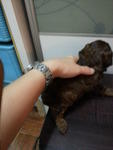 Special Brown Tiny Toy Poodle Rm650 - Poodle Dog